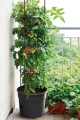 Tomato_Grower_IPOM400_aranz_01.webp